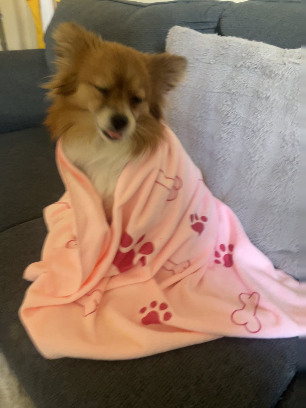The Famous  "Vet" Towel