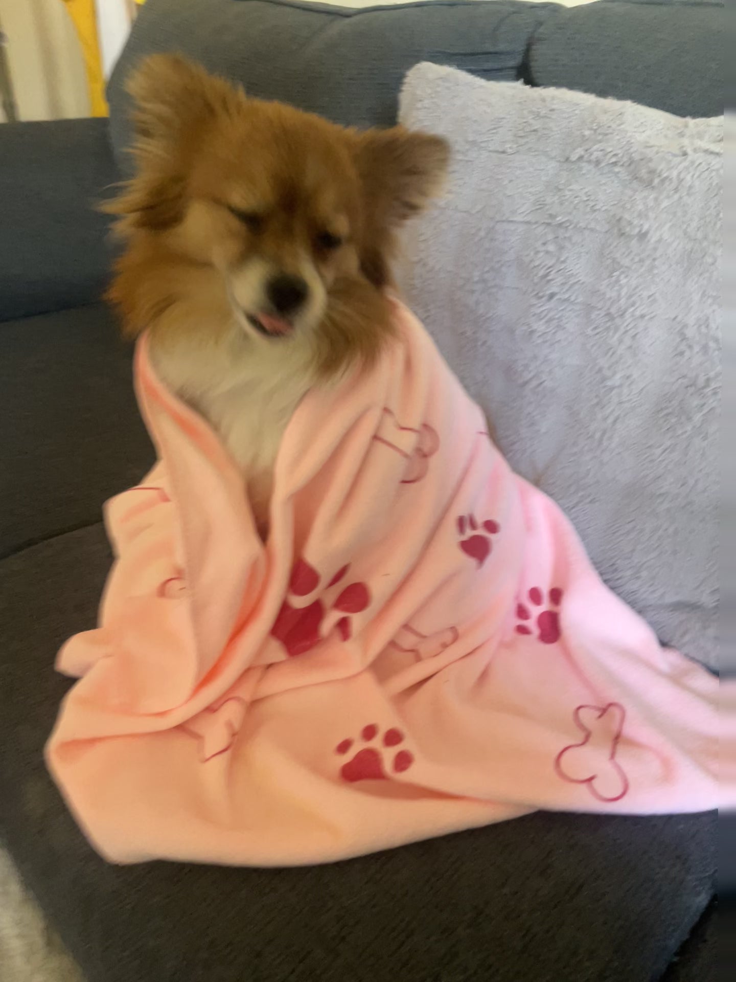 The Famous  "Vet" Towel